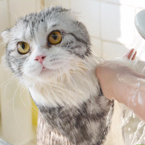 Pet Grooming